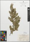 Foto von Salix myrsinifolia Salisb.